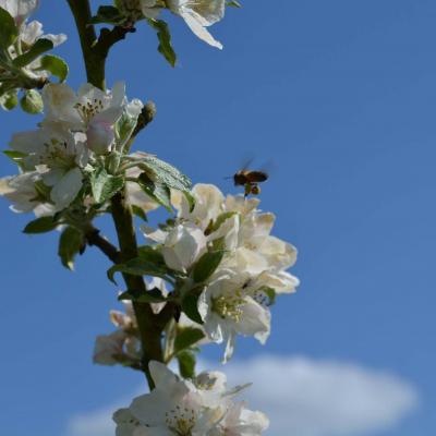 Abeille au travail