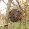 Hotel abeilles solitaires